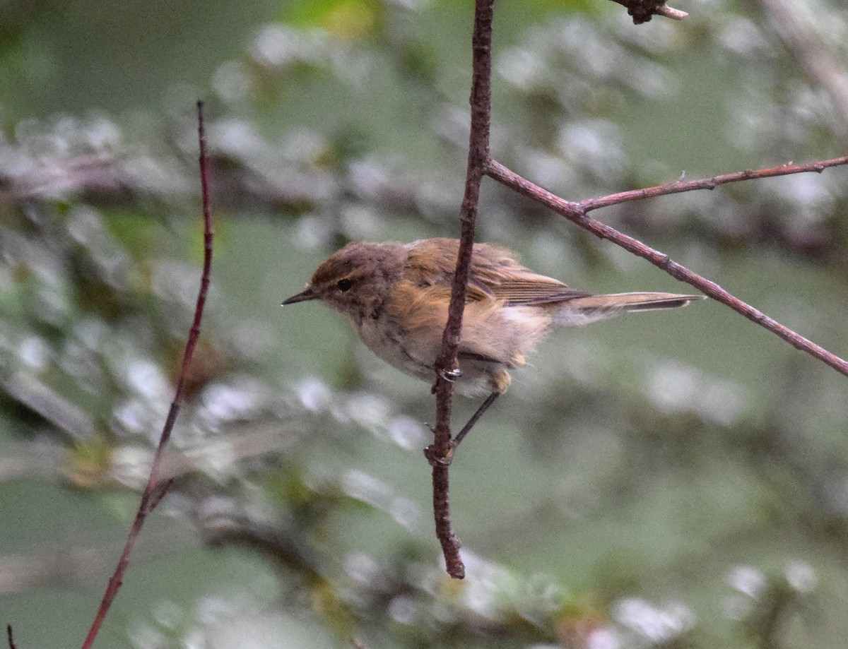 Common Chiffchaff (Common) - A Emmerson