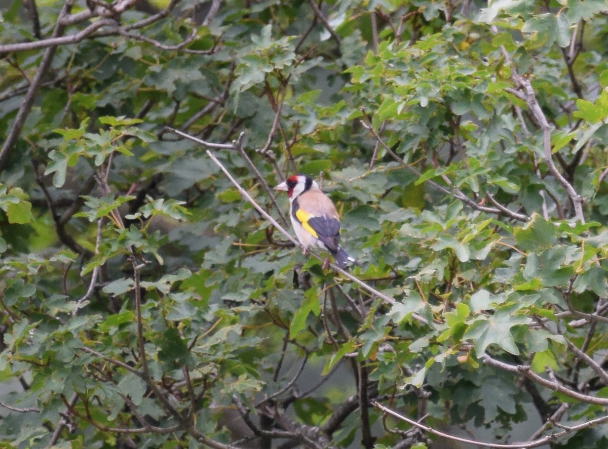 European Goldfinch - A Emmerson