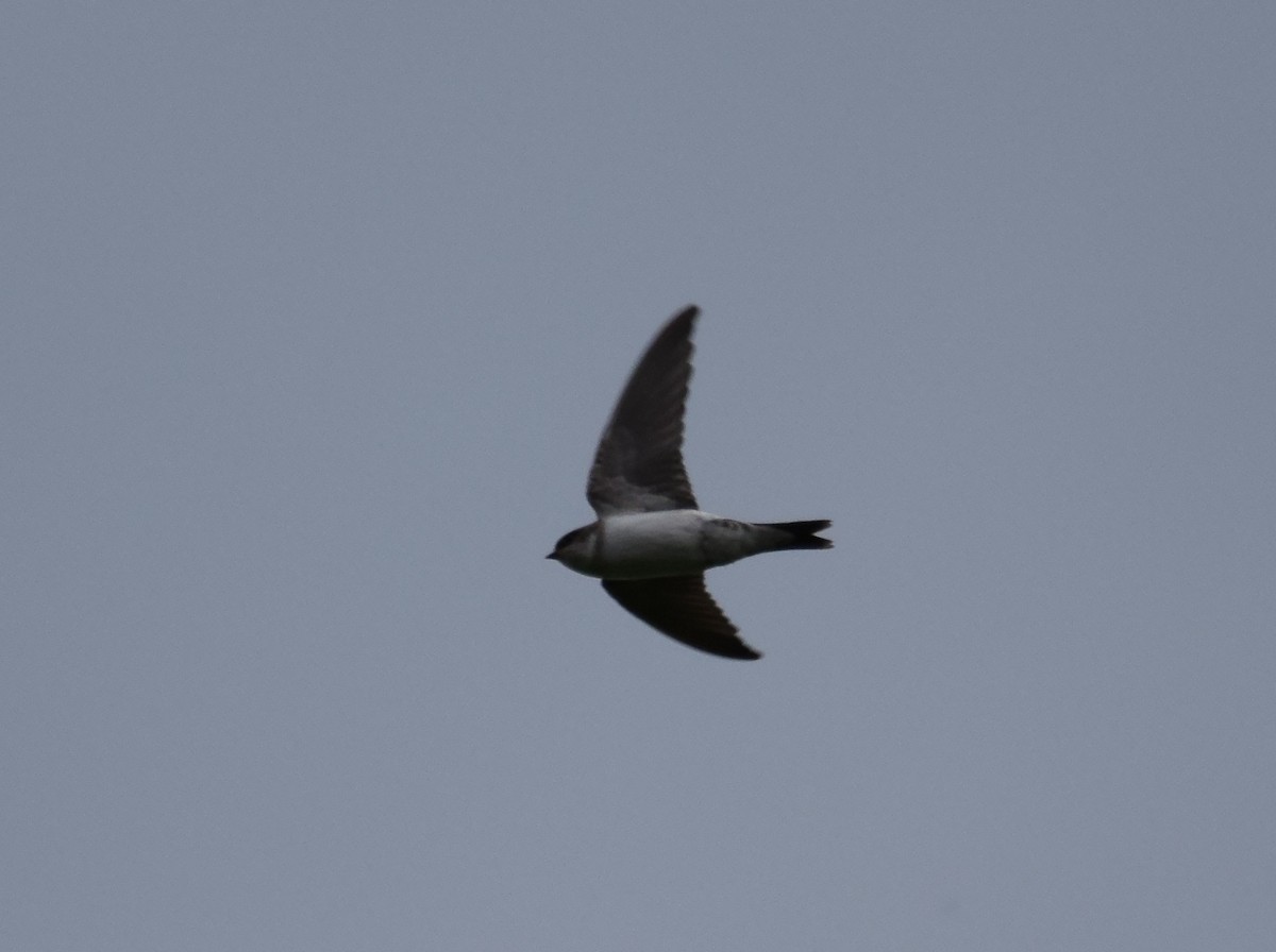 Western House-Martin - A Emmerson
