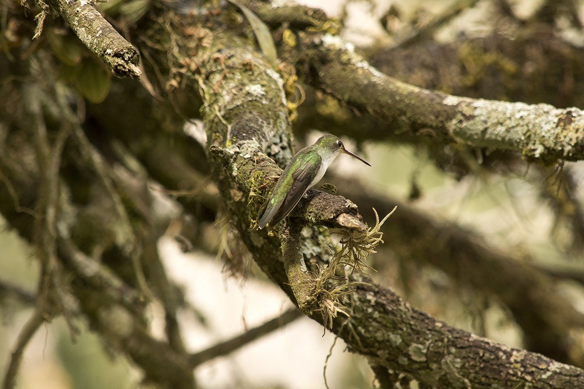 White-bellied Hummingbird - ML174480381