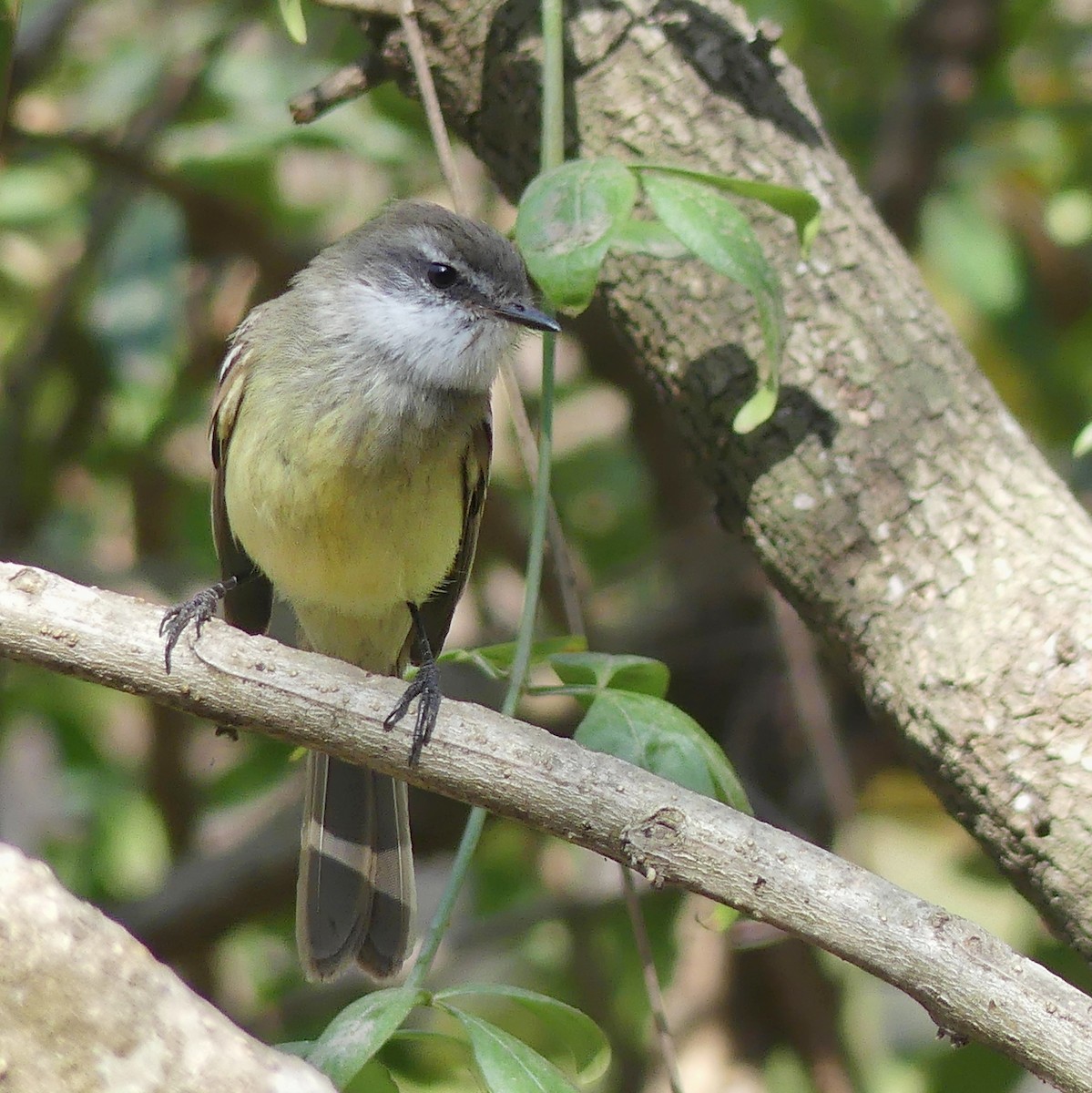 White-throated Tyrannulet - ML174480811