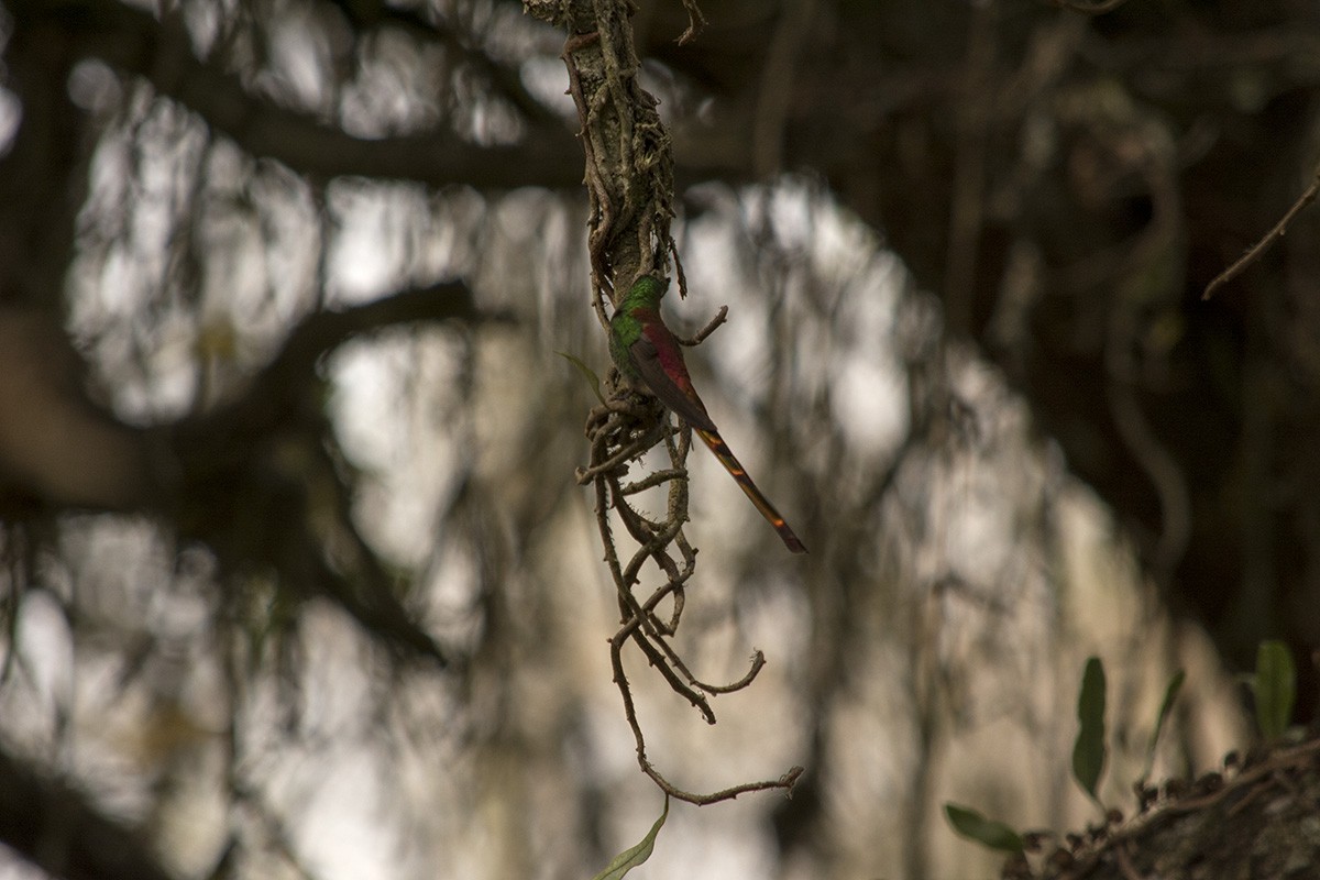 Red-tailed Comet - ML174482601