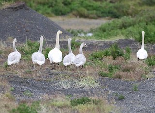 Whooper Swan - John Bruin
