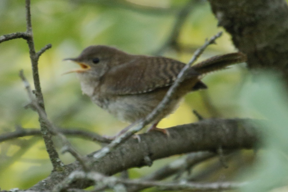 House Wren - ML174482911