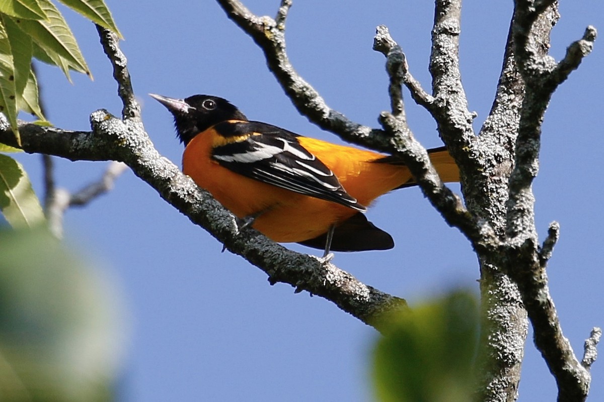 Baltimore Oriole - ML174482961