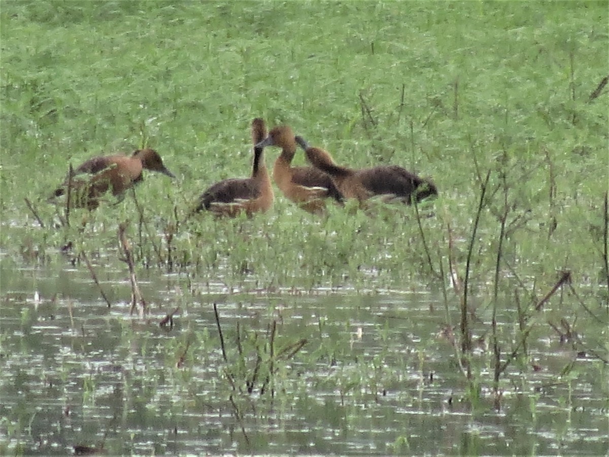 Fulvous Whistling-Duck - ML174483301