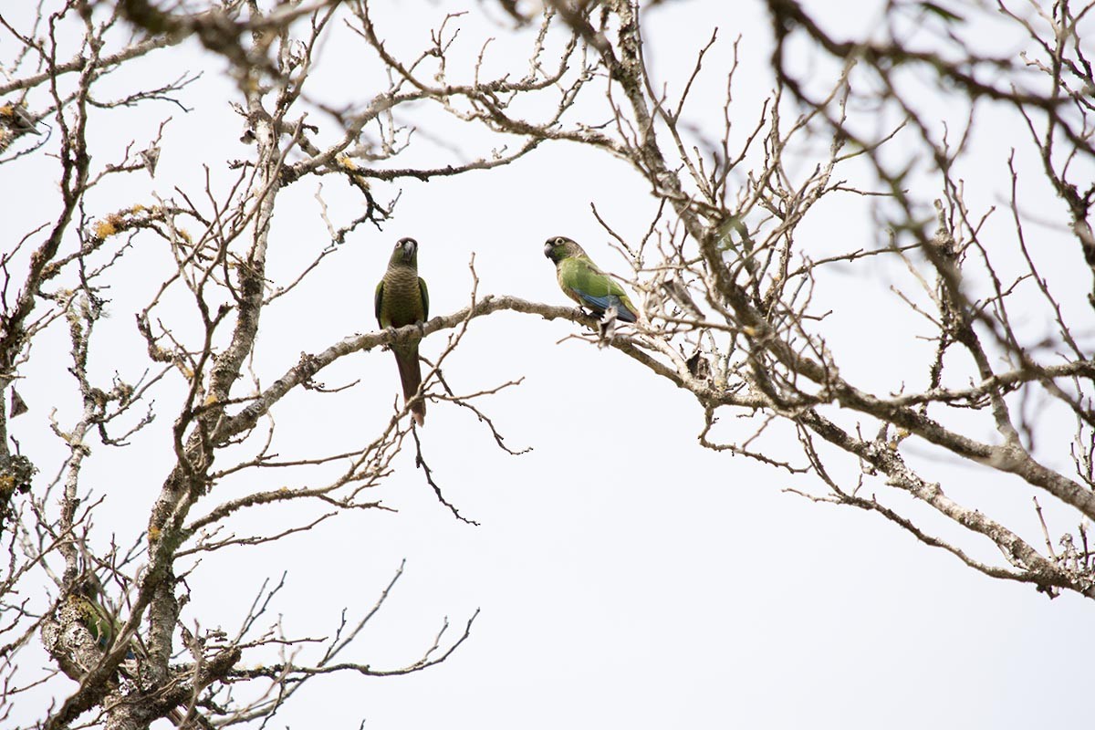 Green-cheeked Parakeet - Adriana Bellotti