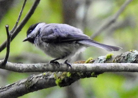 Black-capped Chickadee - Renee Lubert