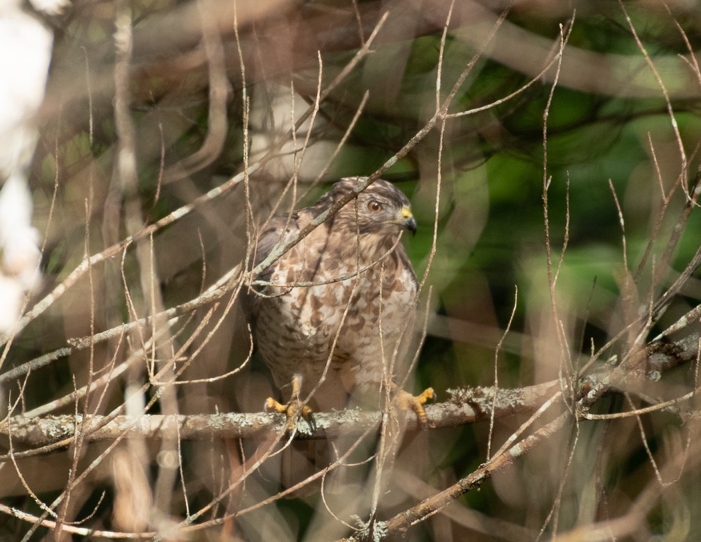 Broad-winged Hawk - Marianne Taylor