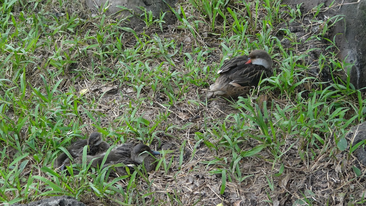 White-cheeked Pintail - ML174488061