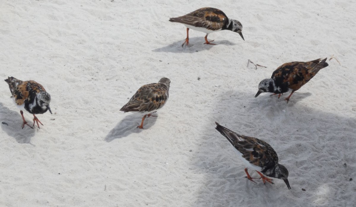 Ruddy Turnstone - ML174488891