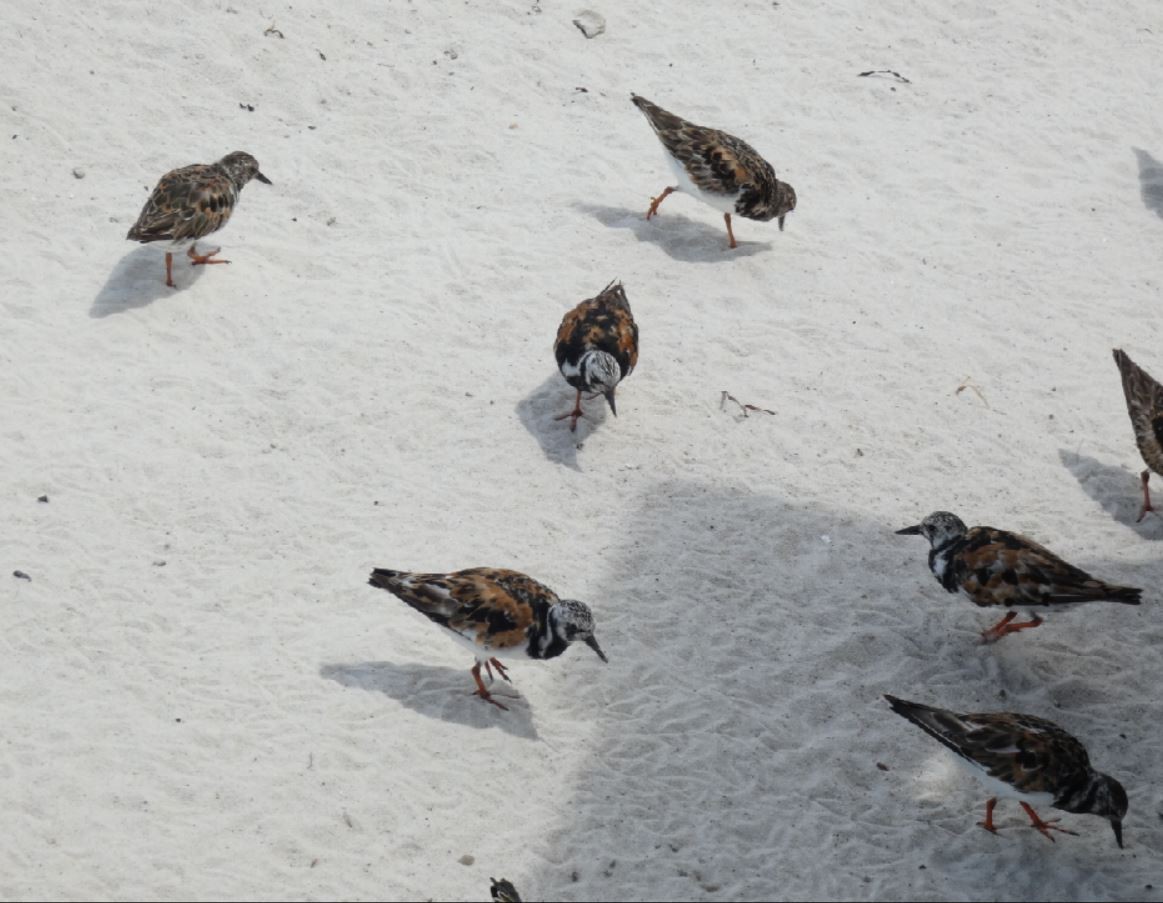 Ruddy Turnstone - ML174488921