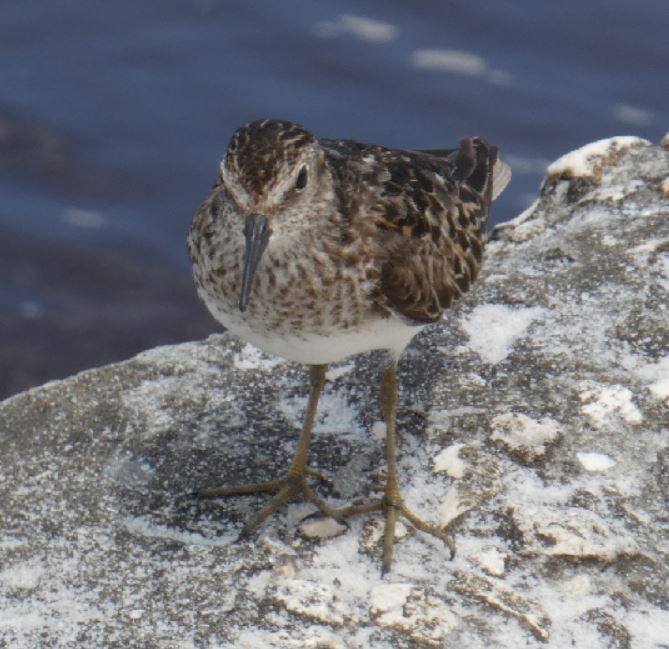 Least Sandpiper - ML174489041