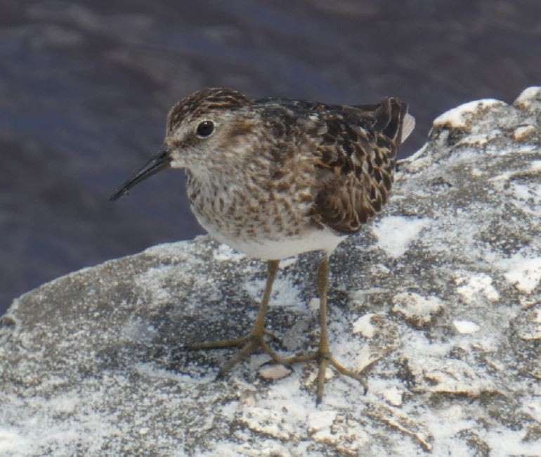 Least Sandpiper - Bill Pranty