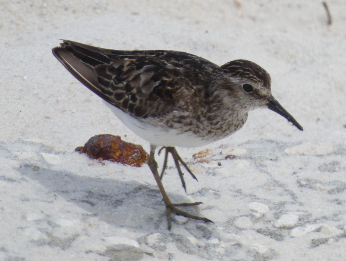 Least Sandpiper - ML174489071