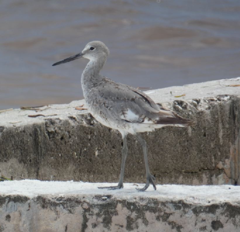 Chevalier semipalmé (inornata) - ML174489101