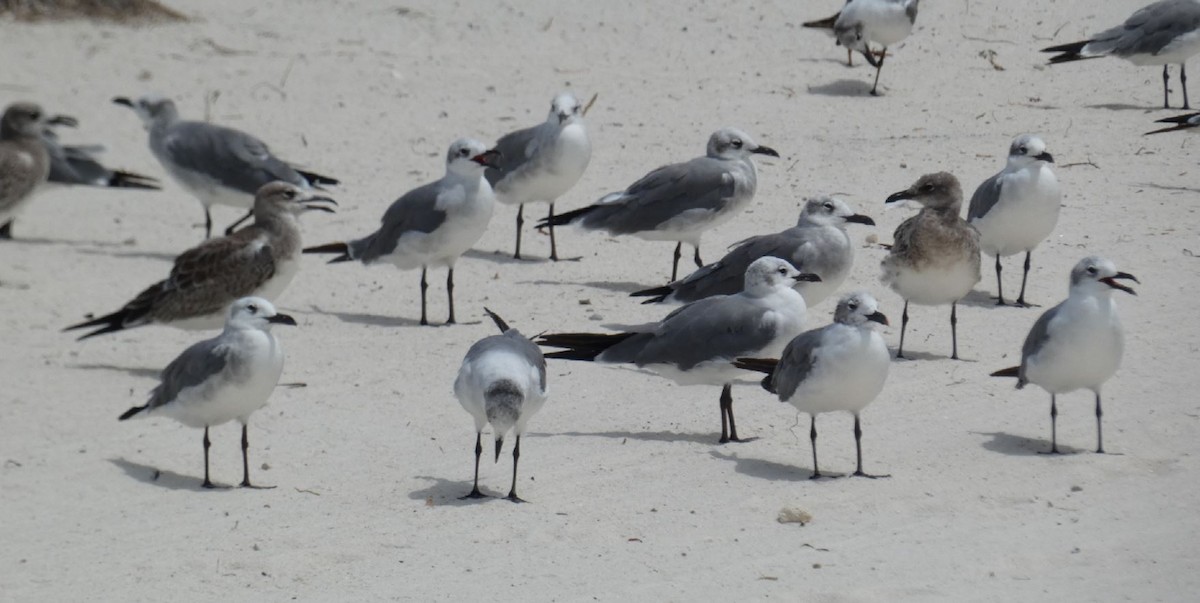 Laughing Gull - Bill Pranty