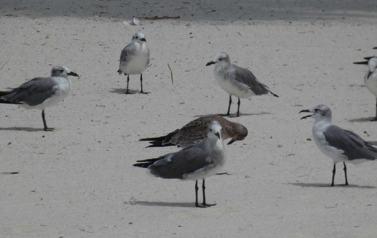 Mouette atricille - ML174489221