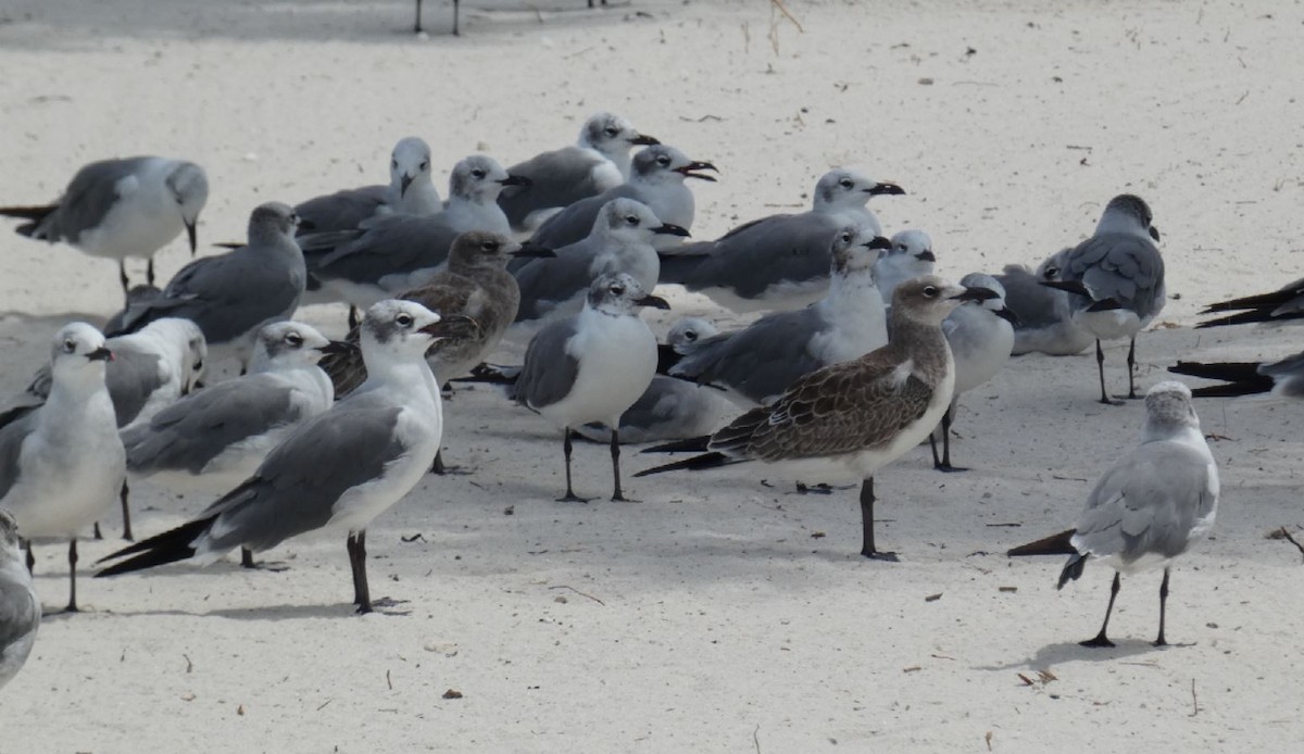 Laughing Gull - ML174489261