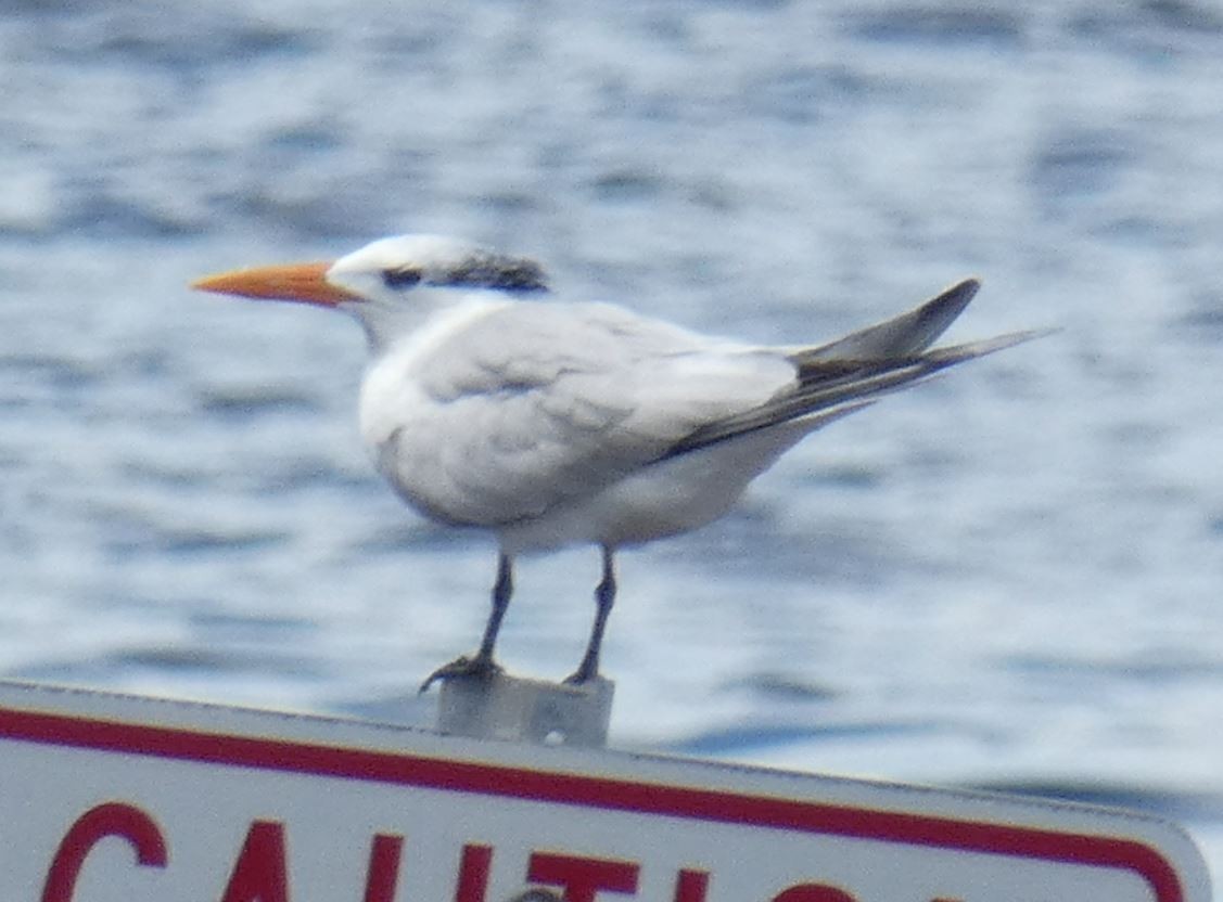 Royal Tern - ML174489301