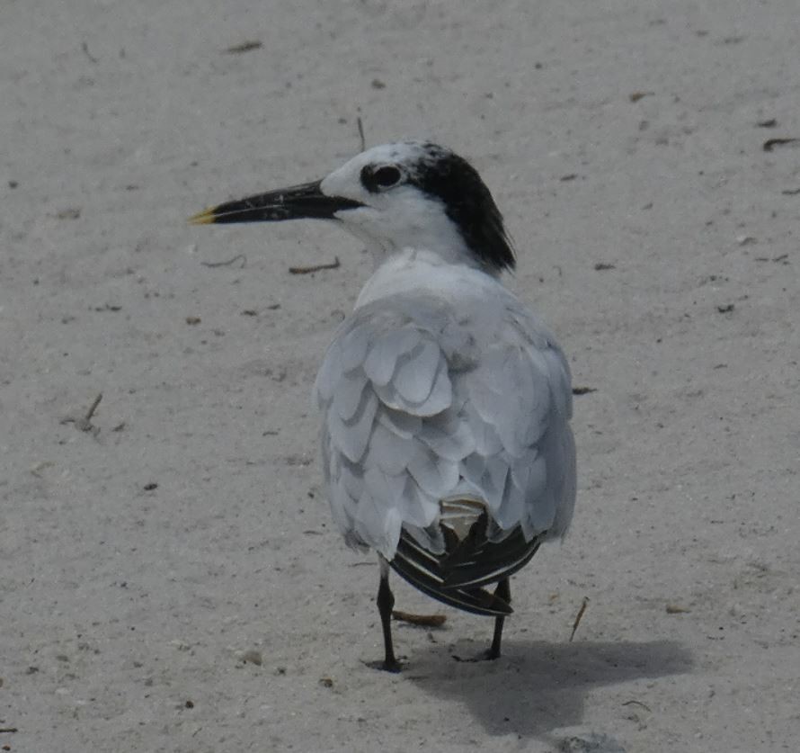 Sandwich Tern (Cabot's) - ML174489311