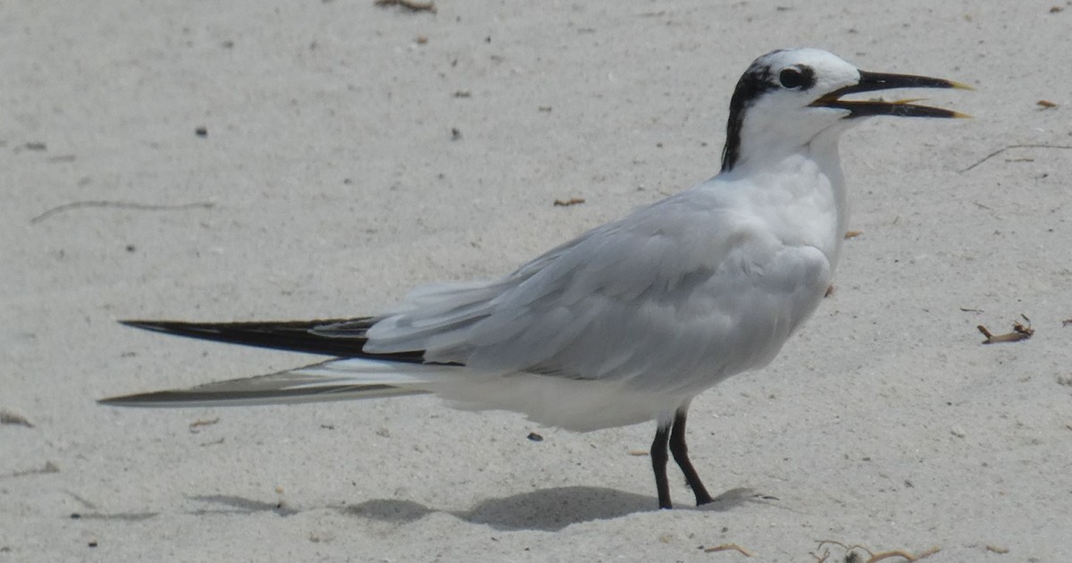 Sandwich Tern (Cabot's) - ML174489351