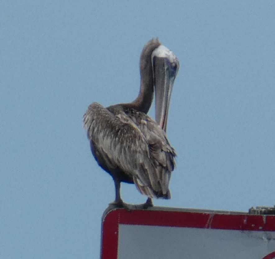 Brown Pelican (Atlantic) - ML174489471