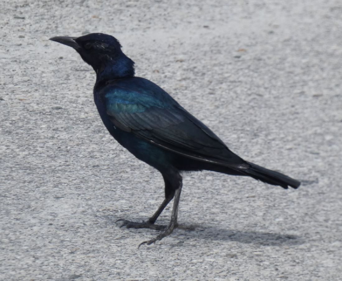 Boat-tailed Grackle (westoni) - ML174489501