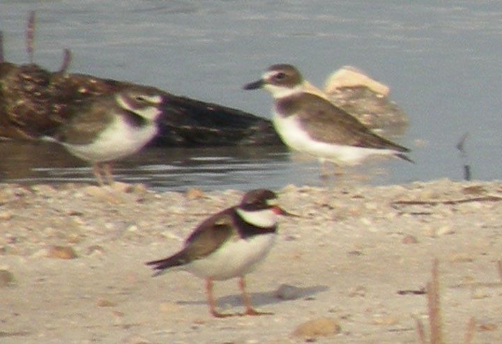 Semipalmated Plover - ML174489511