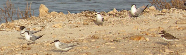 Least Tern - ML174489551