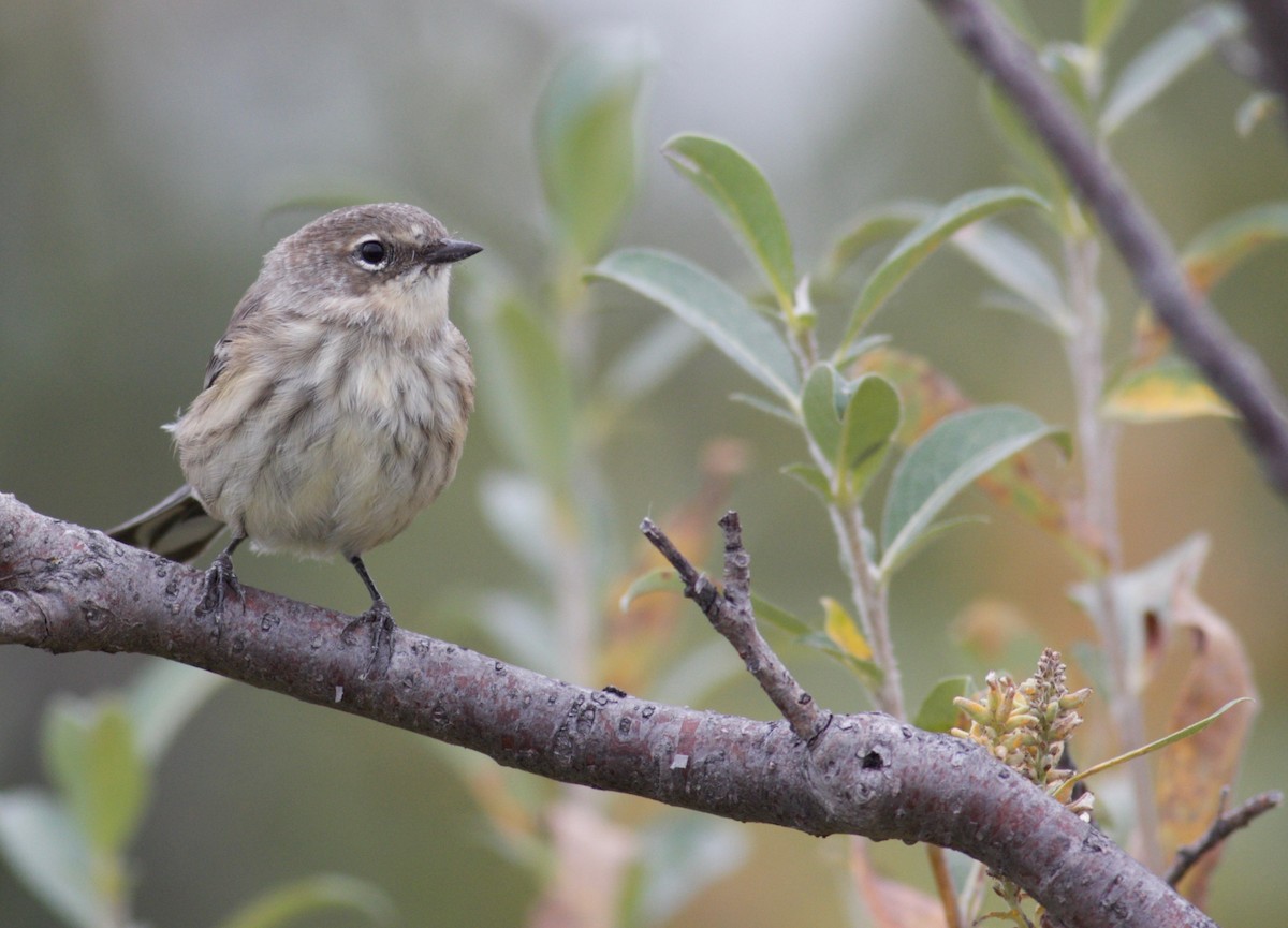 Yellow-rumped Warbler - ML174493081