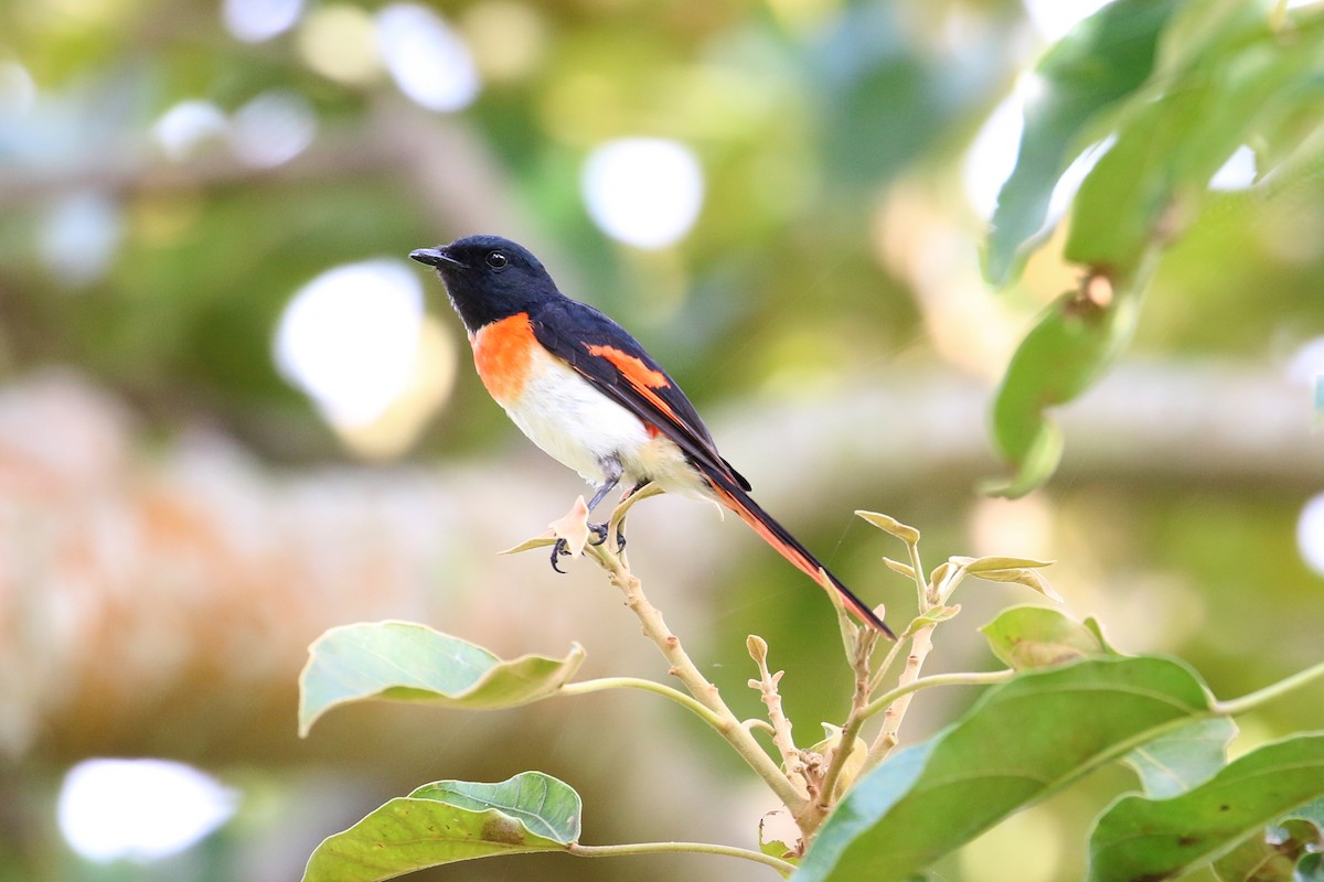 Flores Minivet - Oscar Campbell