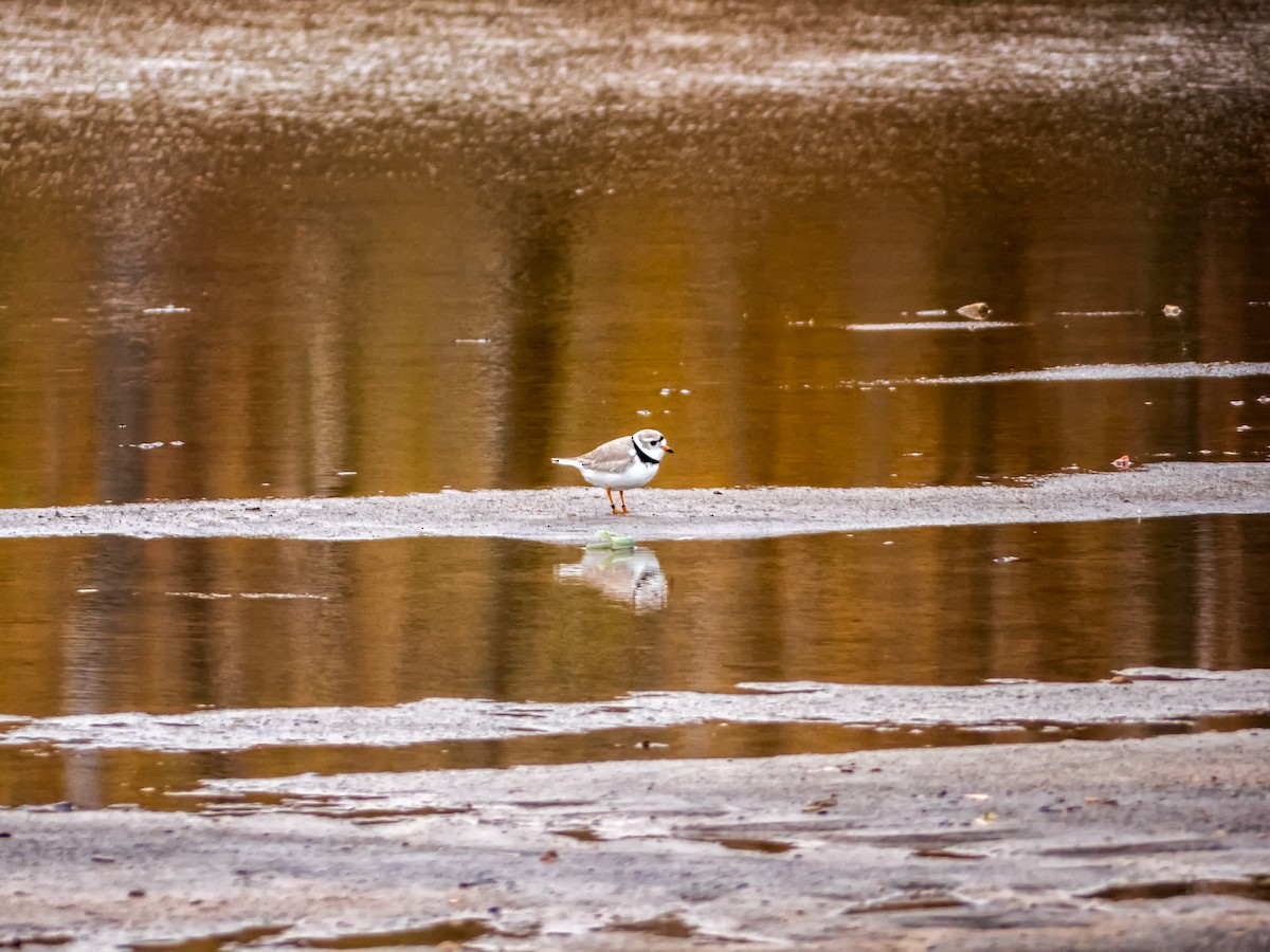 Piping Plover - ML174494811