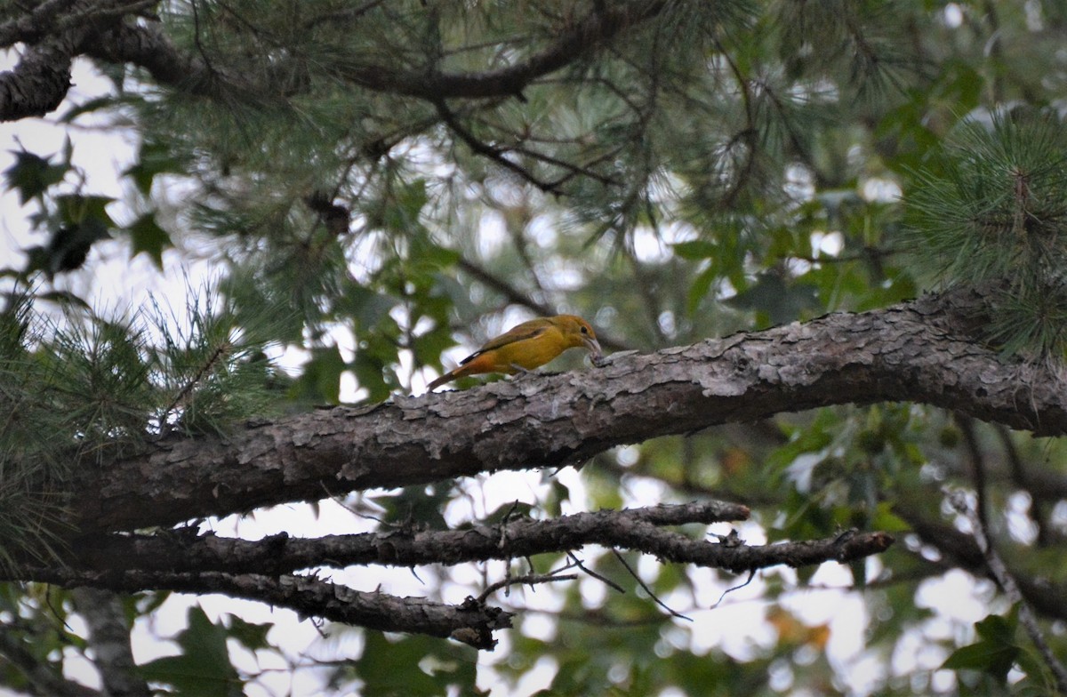 להבית אדומה - ML174495101