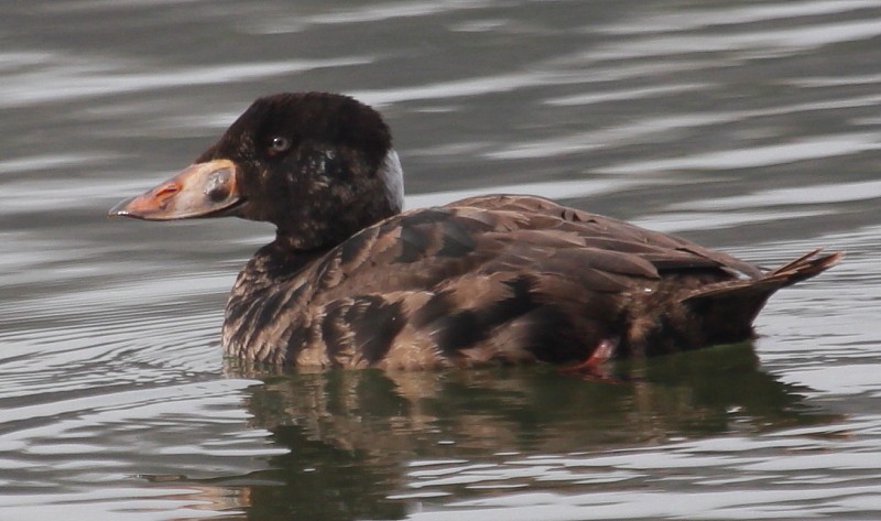 Surf Scoter - ML174495231