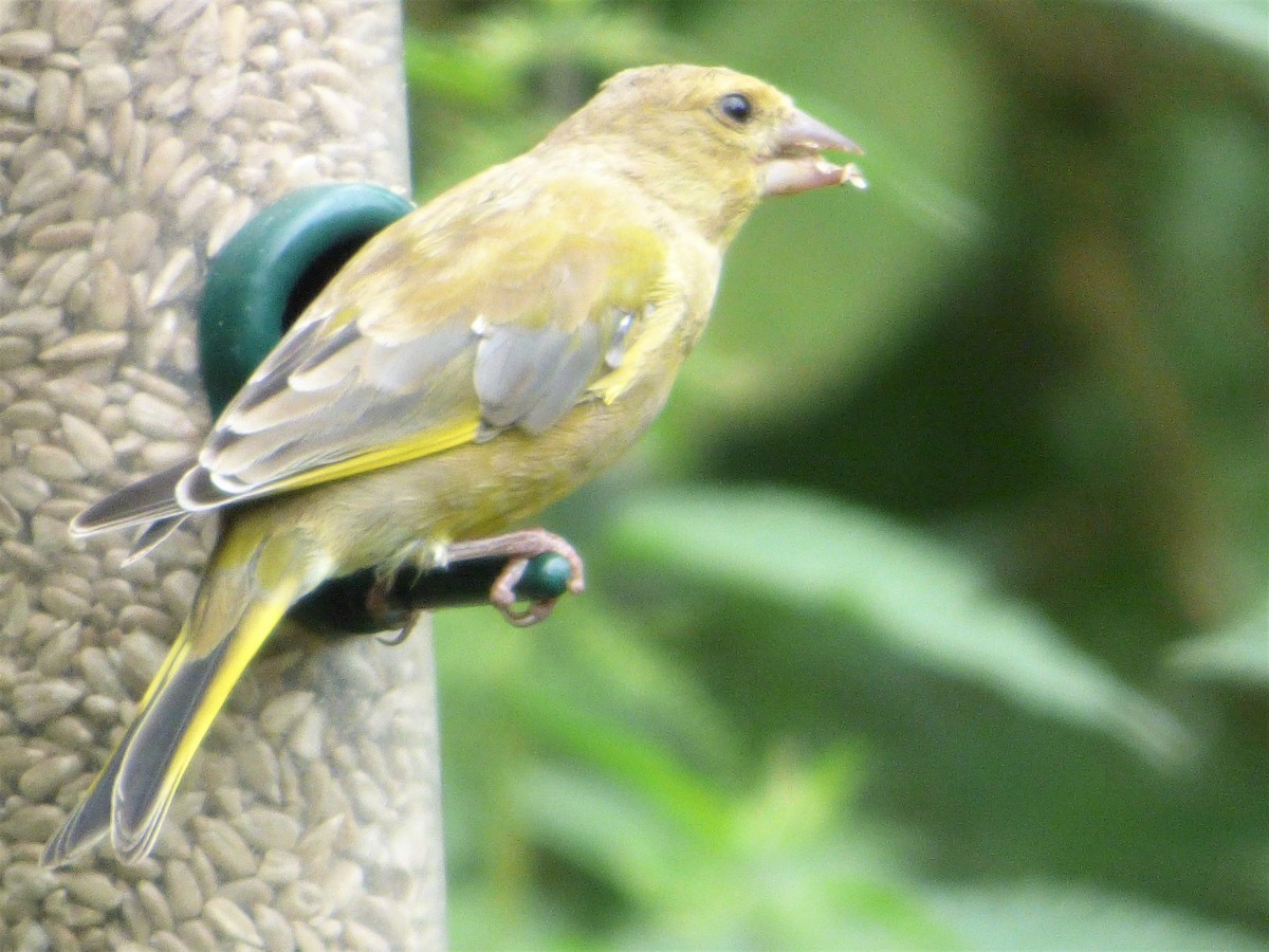 European Greenfinch - ML174495571