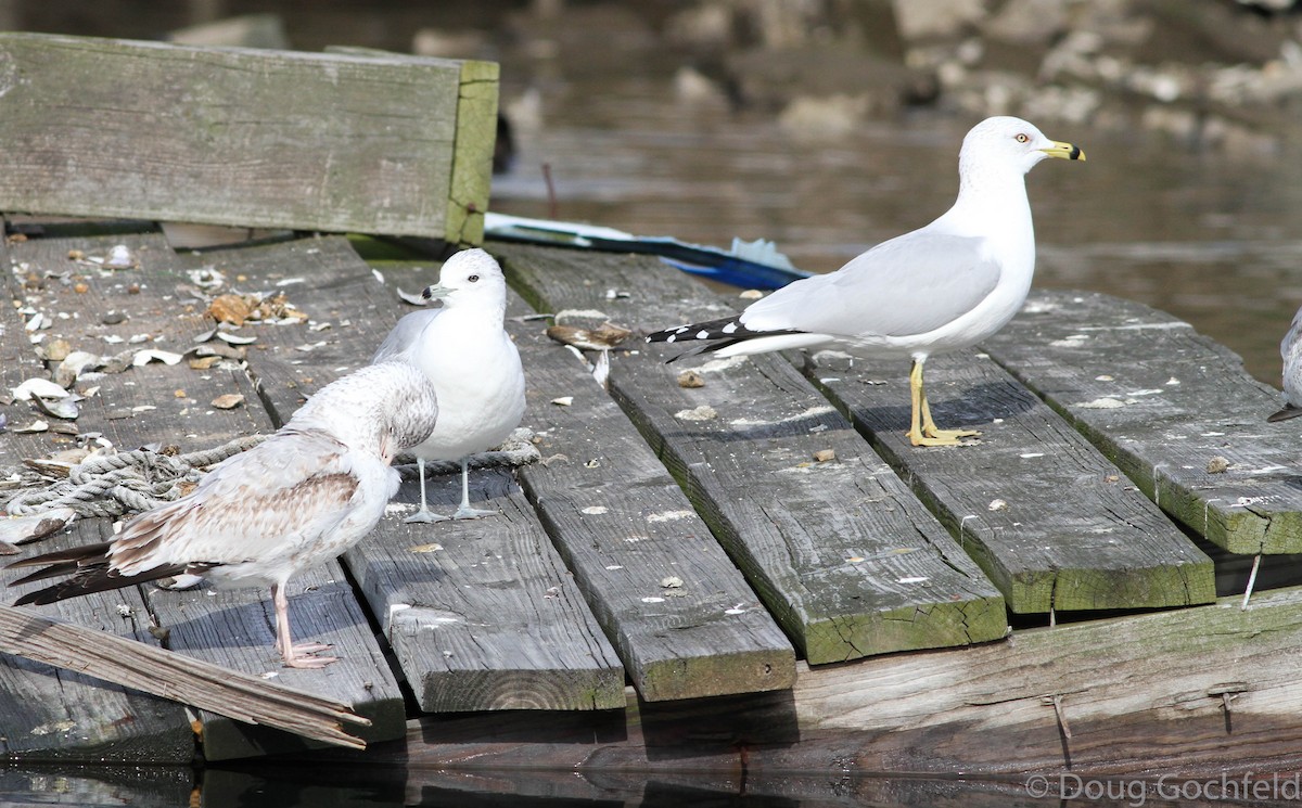 Ring-billed Gull - ML174496081