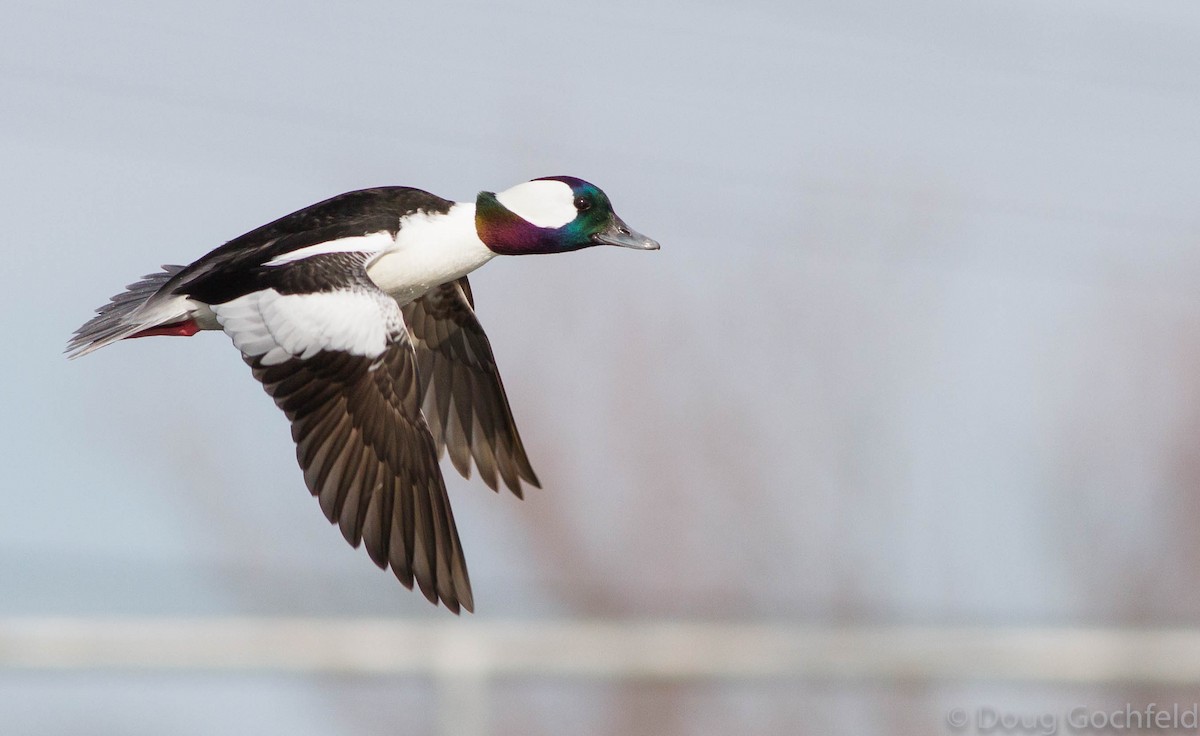 Bufflehead - ML174496091