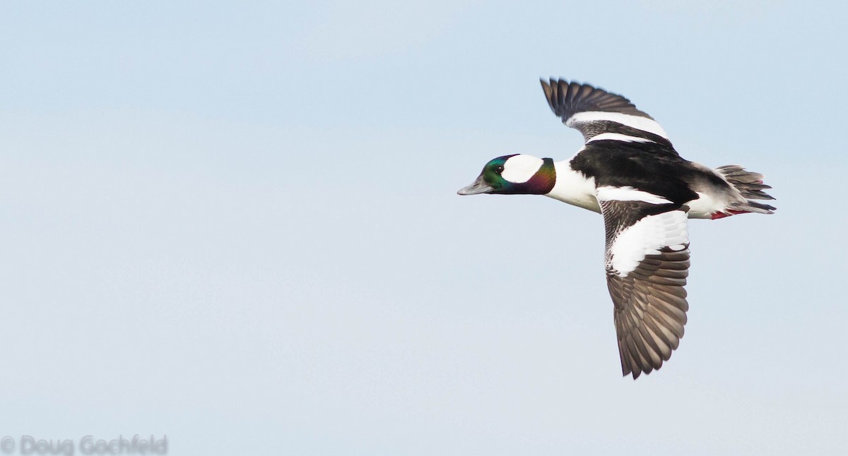 Bufflehead - ML174496131