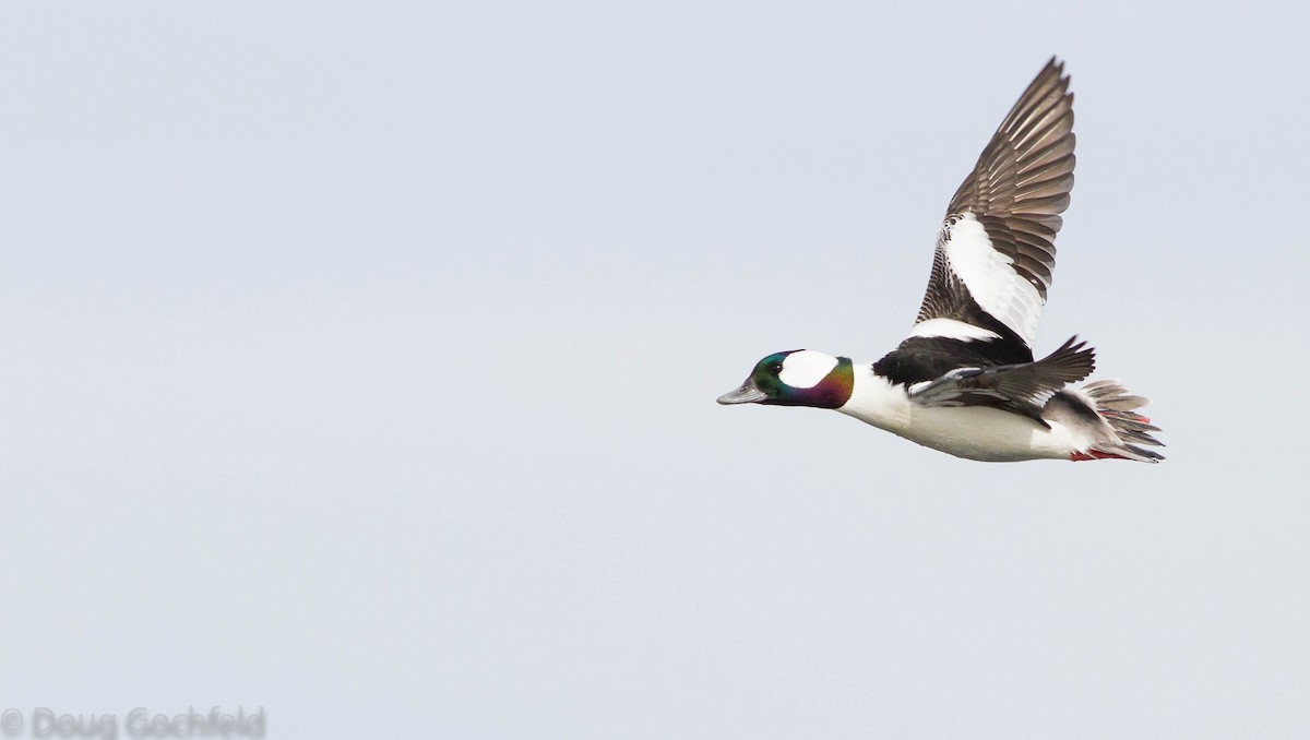 Bufflehead - Doug Gochfeld