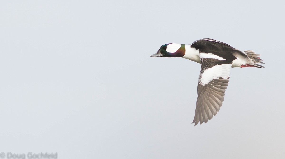 Bufflehead - Doug Gochfeld