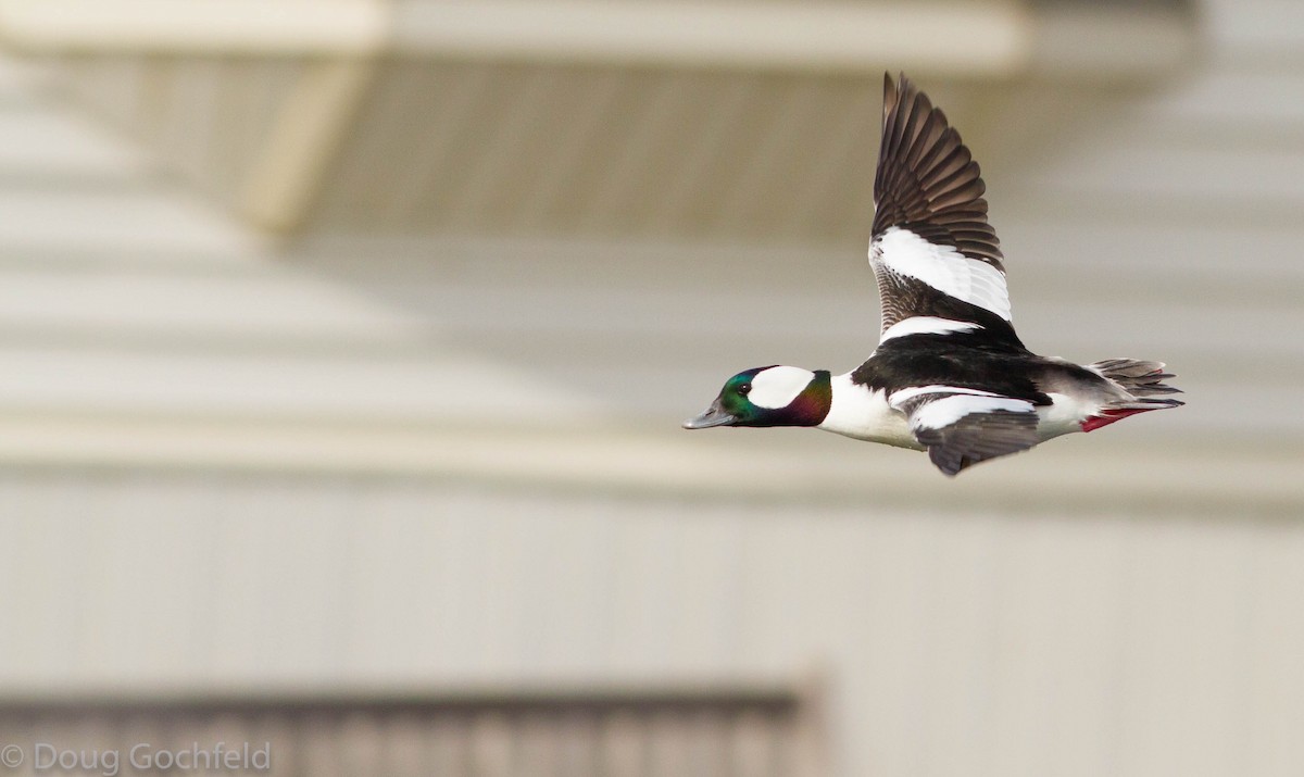 Bufflehead - ML174496181