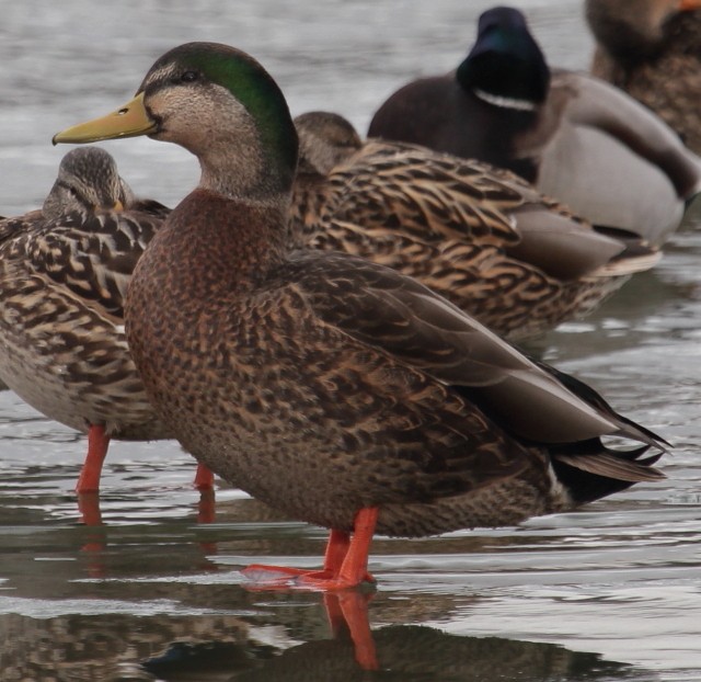 Mallard x American Black Duck (hybrid) - ML174496191