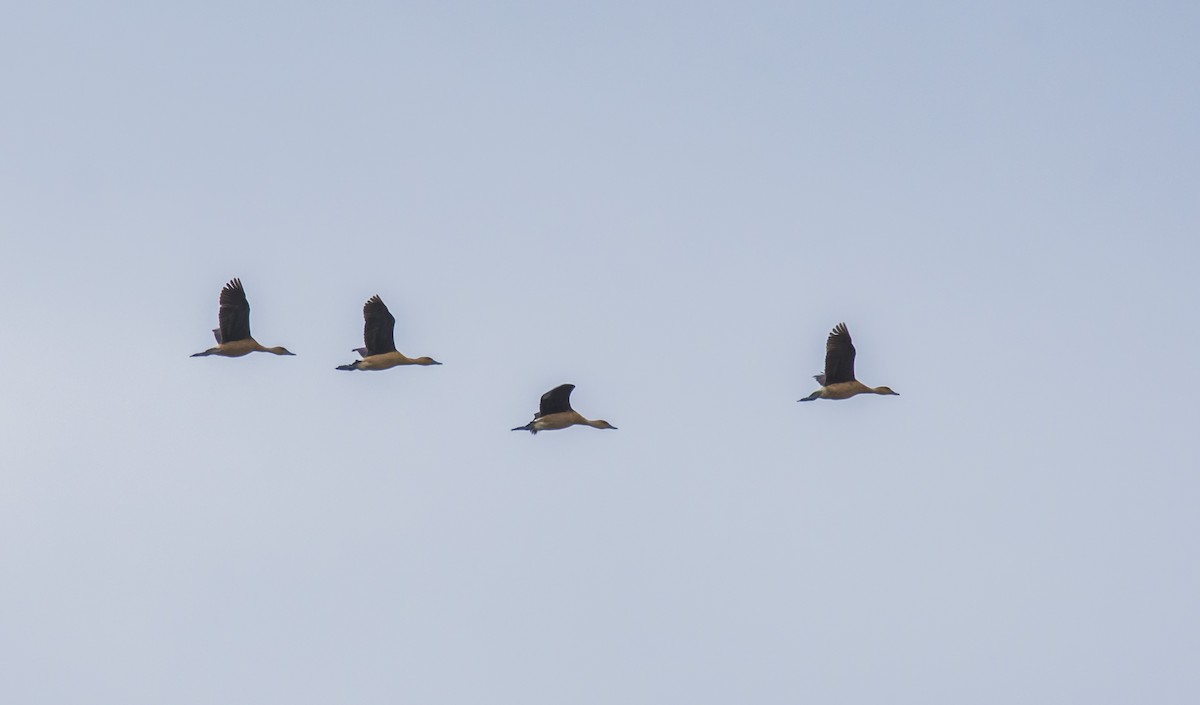 Fulvous Whistling-Duck - ML174496331