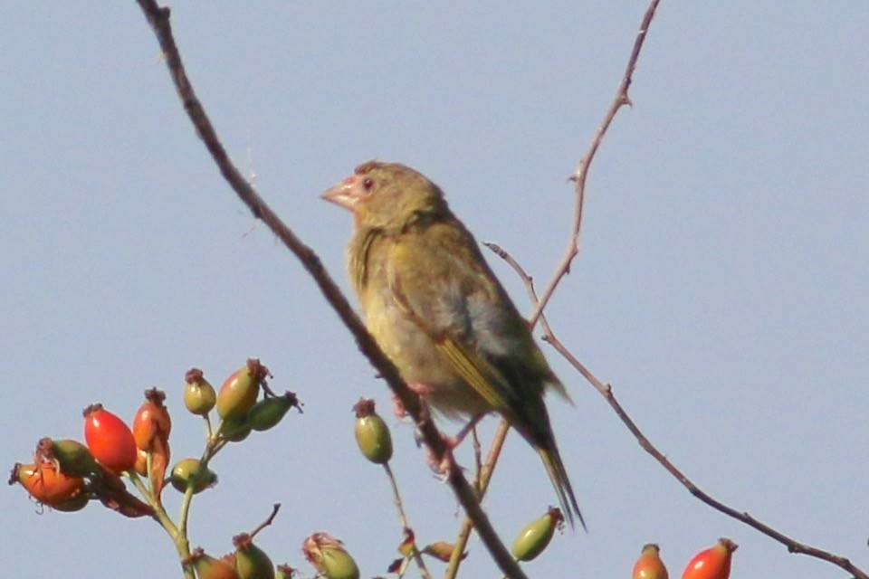 European Greenfinch - ML174497651