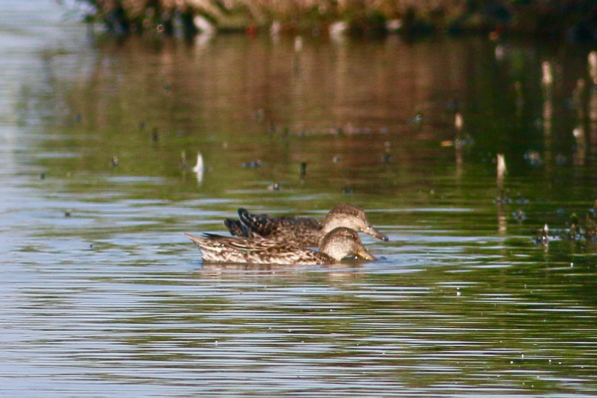 Green-winged Teal - ML174498201