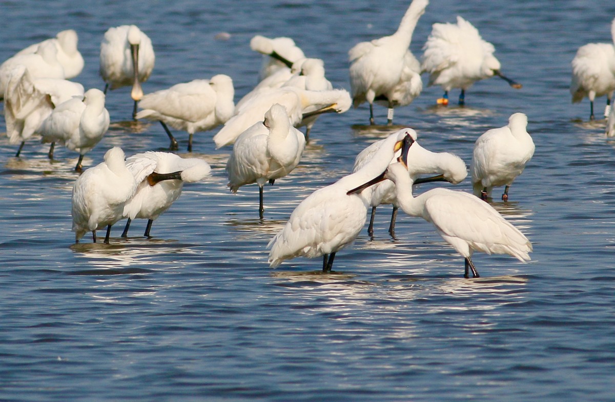 Eurasian Spoonbill - ML174498481