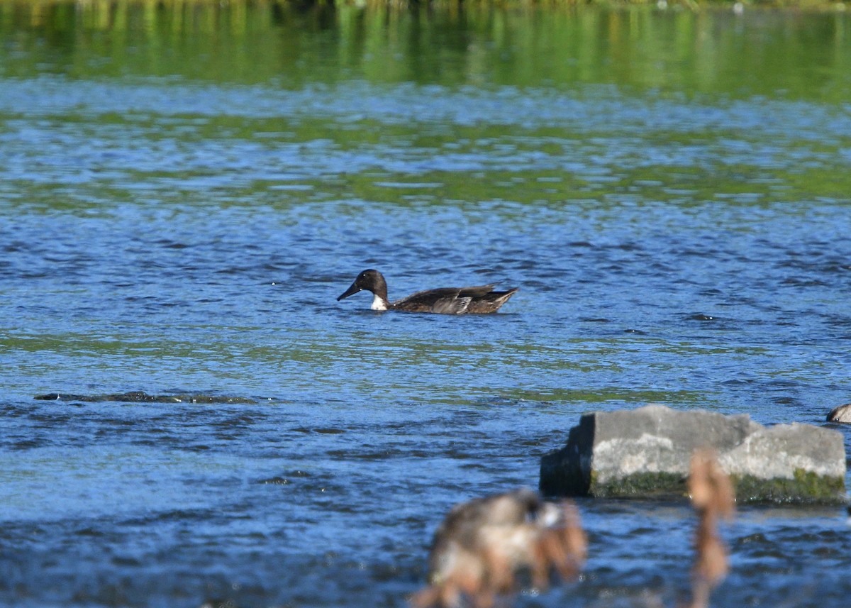 dabbling duck sp. - ML174498611