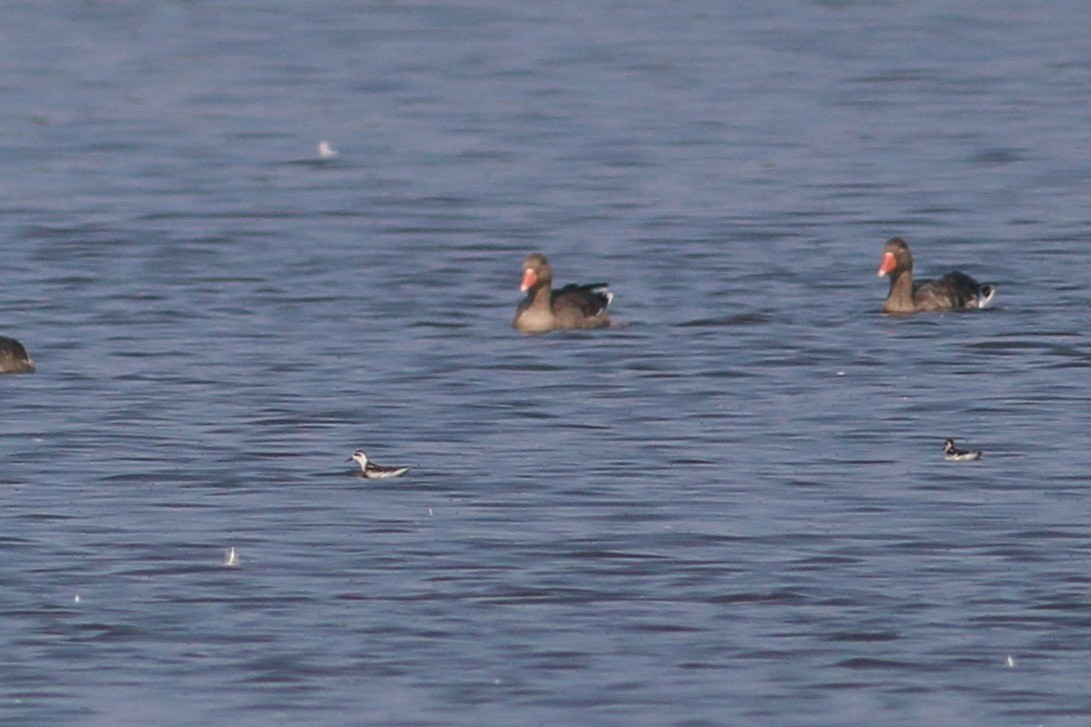 Red-necked Phalarope - ML174498991