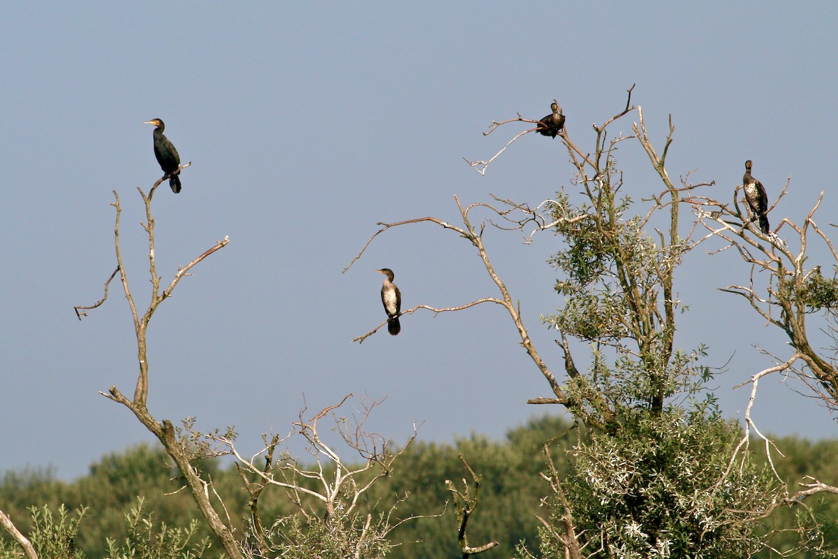 Great Cormorant - ML174499081